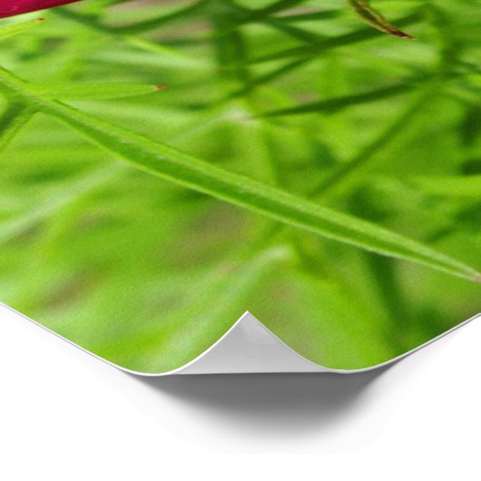 Mexican aster flower with a Doris Longwing  ポスター (角)