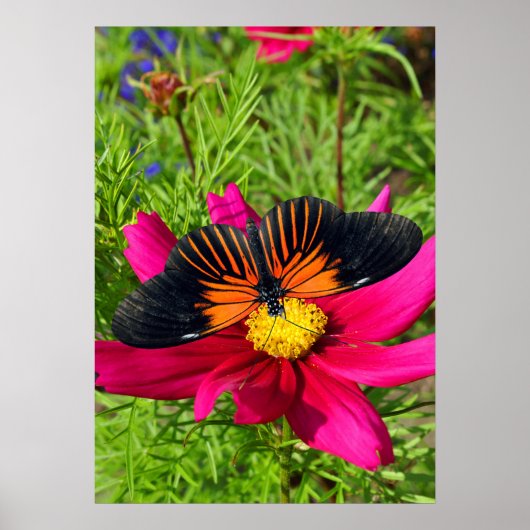 Mexican aster flower with a Doris Longwing  ポスター (正面)
