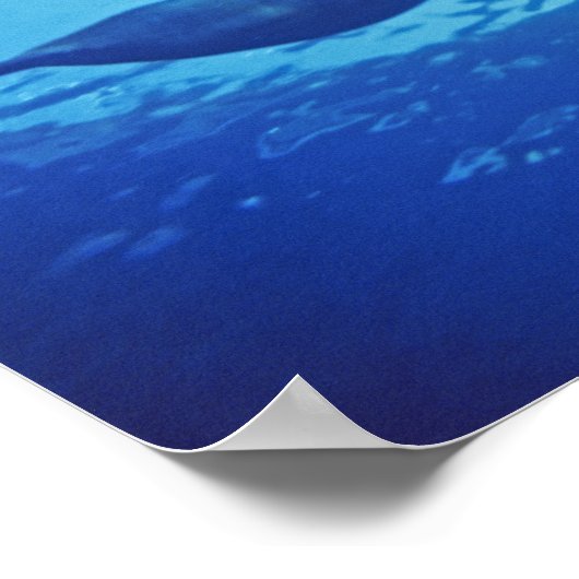 Mexico, Cozumel. Bottlenosed Dolphin, Tursiops ポスター (角)