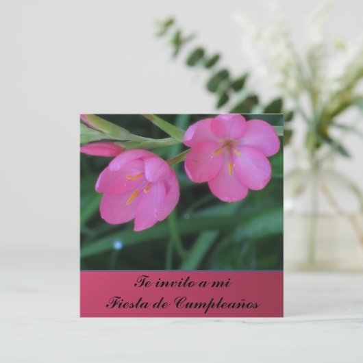 mi Fiesta de Cumpleanoss Invitación - Teのinvito 招待状 (スタンド正面)