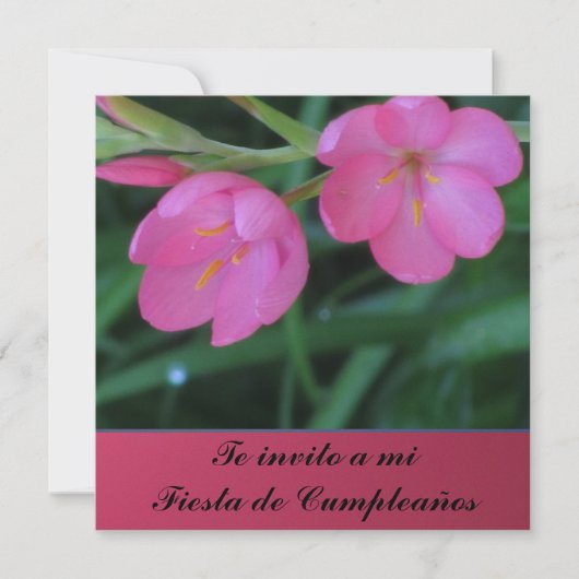 mi Fiesta de Cumpleanoss Invitación - Teのinvito 招待状 (正面)