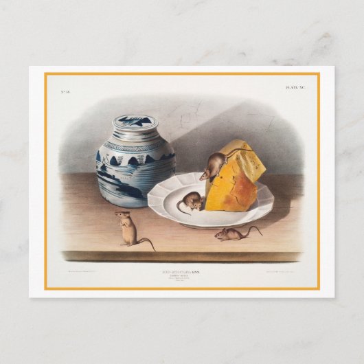 Mice Eating Cheese Vintage Illustration ポストカード (正面)