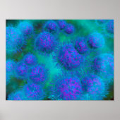 Microscopic View Of Diplococcus Bacterium ポスター (正面)