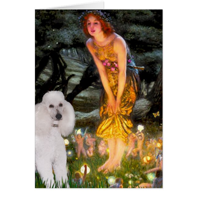 MidEve – ホワイトスタンダードプードル (正面)