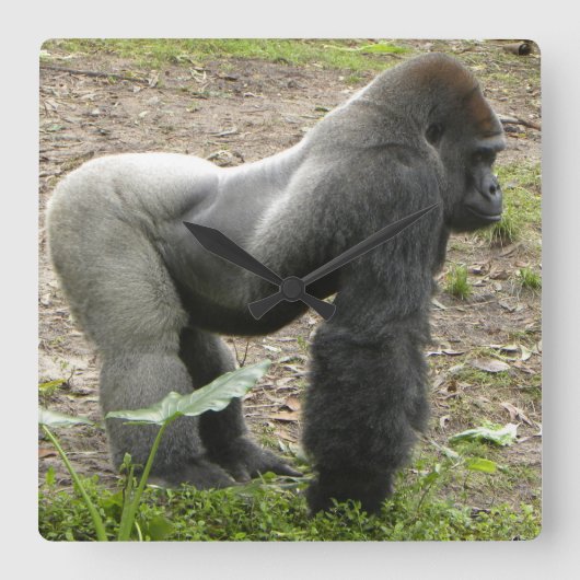 Mighty Gorilla Clock スクエア壁時計 (正面)