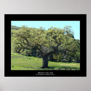 "Mighty Live Oak" ポスター