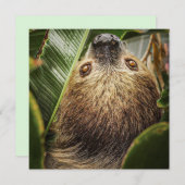 Mignon Carte de Voeux Paresseux シーズンカード (正面/裏面)