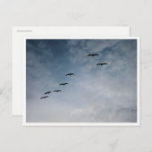 Migrating Geese in V-Formation ポストカード (正面/裏面)