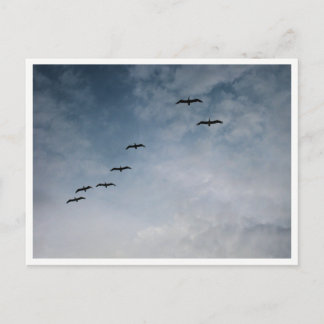 Migrating Geese in V-Formation ポストカード
