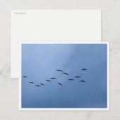 Migrating Geese in V-Formation ポストカード (正面/裏面)