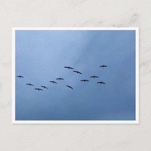 Migrating Geese in V-Formation ポストカード (正面)
