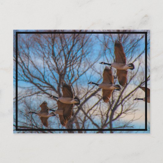 MIgration ポストカード (正面)