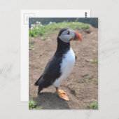 Mike Paget著「Huffin」Puffin ポストカード (正面/裏面)