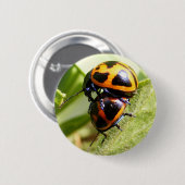 Milkweedのカブトムシの~ボタン 缶バッジ (正面&裏面)