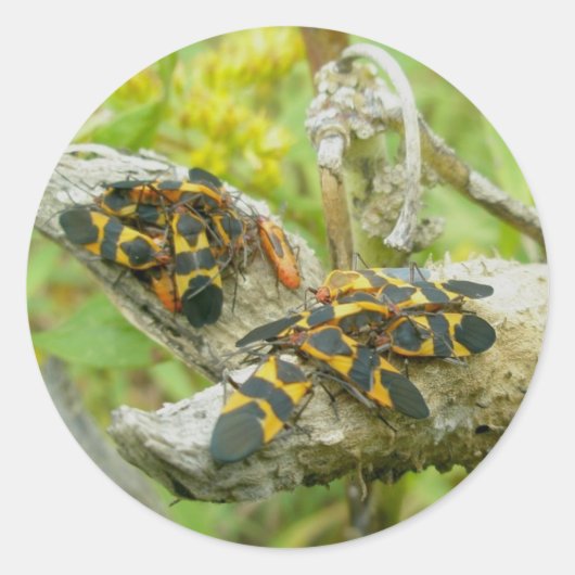 Milkweed Bugsファミリー#1スタンプ ラウンドシール (正面)