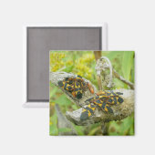 Milkweed Bugsファミリー#1マグネット マグネット (正面/裏面)