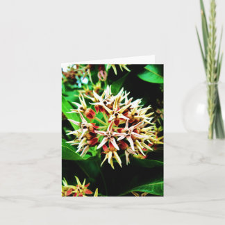 Milkweed Notecard カード