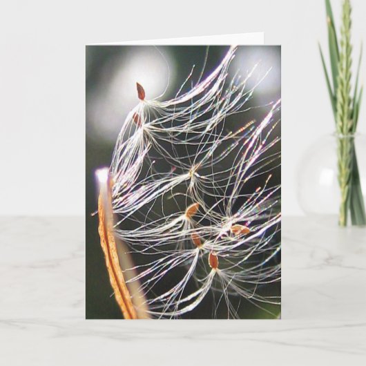 Milkweed Poof Carnival Ride Playful Nature カード (正面)