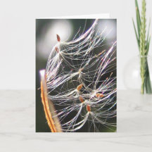 Milkweed Poof Carnival Ride Playful Nature