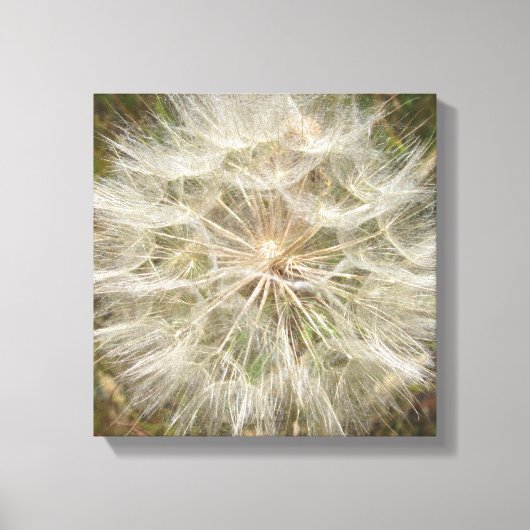 Milkweed Seed Podマクロ キャンバスプリント (正面)