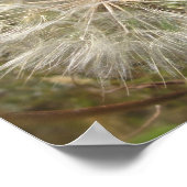 Milkweed Seed Podマクロ ポスター (角)