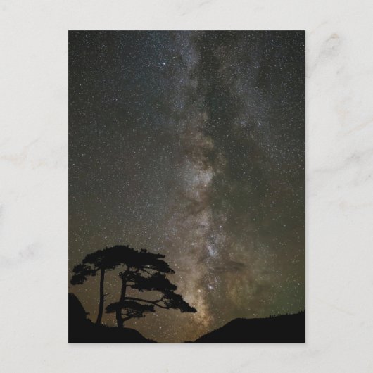 Milky Way with Tree | Ouray Colorado ポストカード (正面)