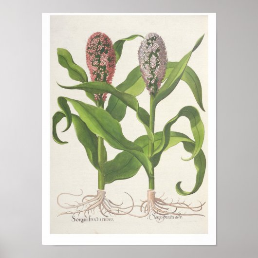 Millet: 1.Sorgum fructu rubro; 2.Sorgo fructu albo ポスター (正面)