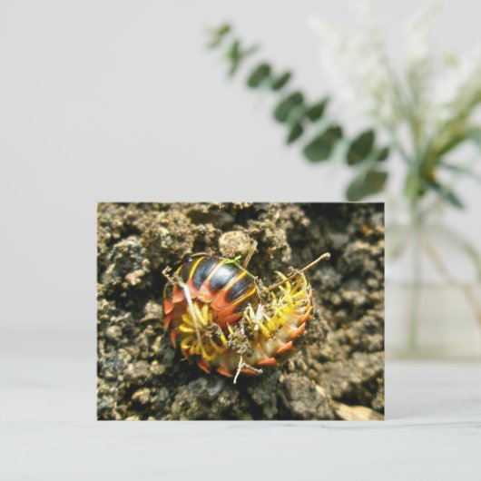 Millipede Polydesmida (Sigmoria aberrans)項目 ポストカード (スタンド正面)