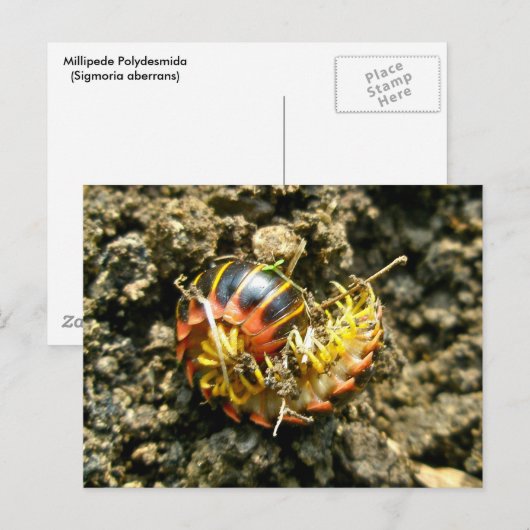 Millipede Polydesmida (Sigmoria aberrans)項目 ポストカード (正面/裏面)