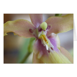 Miltassiaのパステル調の蘭