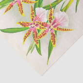 Miltonia Blunti (Orchid)by Jean Jules Linden 薄葉紙 (詳細)