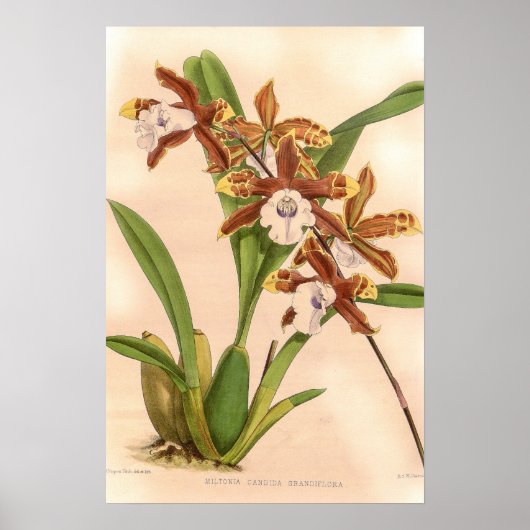 Miltonia candida オーキッド ポスター (正面)