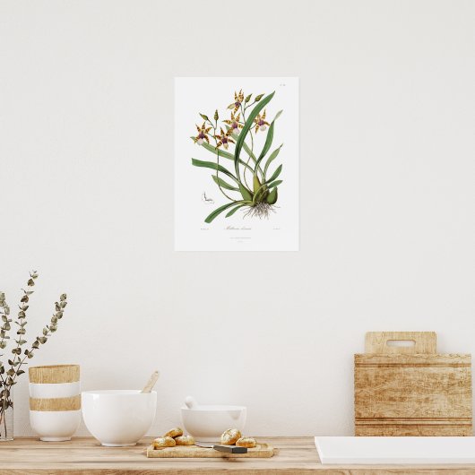 Miltonia clowesii。 ポスター (キッチン)