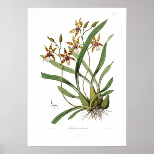 Miltonia clowesii。 ポスター (正面)