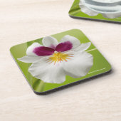 Miltoniopsis Roezlii (パンジー蘭) コースター (左側)