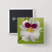 Miltoniopsis Roezlii (パンジー蘭) 缶バッジ (正面&裏面)