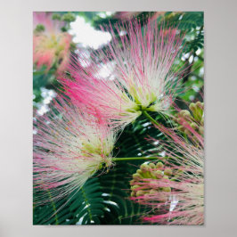 Mimosa Tree Flowers ポスター