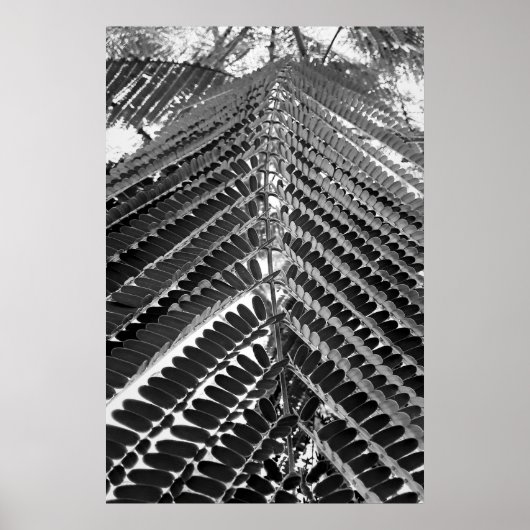 mini folhas - P&B ポスター (正面)