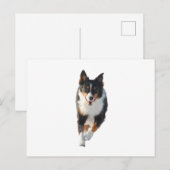 Miniature American Shepherd Black Tri Running ポストカード (正面/裏面)
