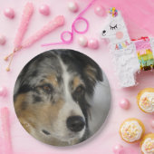 Miniature American Shepherd Blue Merle second ペーパープレート (パーティー)