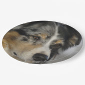 Miniature American Shepherd Blue Merle second ペーパープレート (アングル)