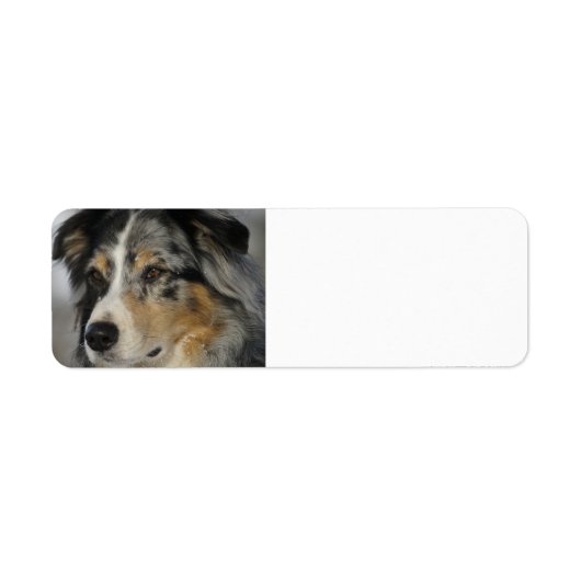 Miniature American Shepherd Blue Merle second ラベル (正面)