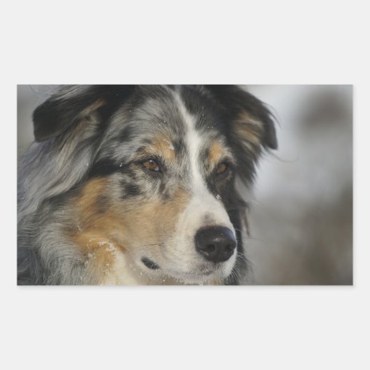 Miniature American Shepherd Blue Merle second 長方形シール (正面)