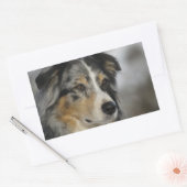 Miniature American Shepherd Blue Merle second 長方形シール (封筒)
