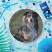 Miniature American Shepherd Blue Merle Sitting ペーパープレート (パーティー)