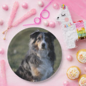 Miniature American Shepherd Blue Merle Sitting ペーパープレート (パーティー)