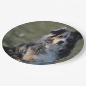 Miniature American Shepherd Blue Merle Sitting ペーパープレート (アングル)