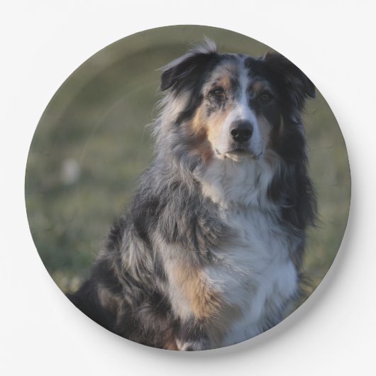 Miniature American Shepherd Blue Merle Sitting ペーパープレート (正面)