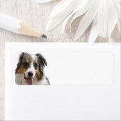 Miniature American Shepherd Merle ラベル (インサイチュ)