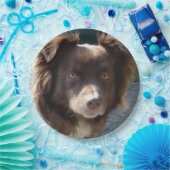 Miniature American Shepherrd Red Tri ペーパープレート (パーティー)